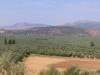 olive-orchard-behind-itea_thumb