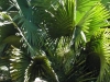 tn_105-huge-thatch-palms