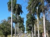 tn_114-ave-of-royal-palms