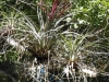 tn_119-air-plant-in-blossom