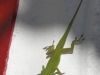 tn_150-gecko