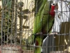 tn_197-lillys-pet-bird