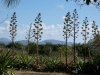 tn_257-agave-in-blossom