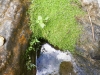 tn_286-tiny-plants-in-the-rocks