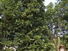 tn_292-some-coffee-trees-are-large-trees