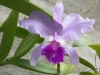 tn_336-carlos-likes-orchids