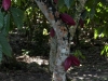 tn_255-Red-Cocoa-Plant