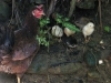 tn_268-Teathered-hen-looking-indignant