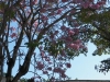 tn_434-Blossoms-near-the-Viazul-Station