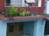 tn_447-Dogs-rule-the-roof